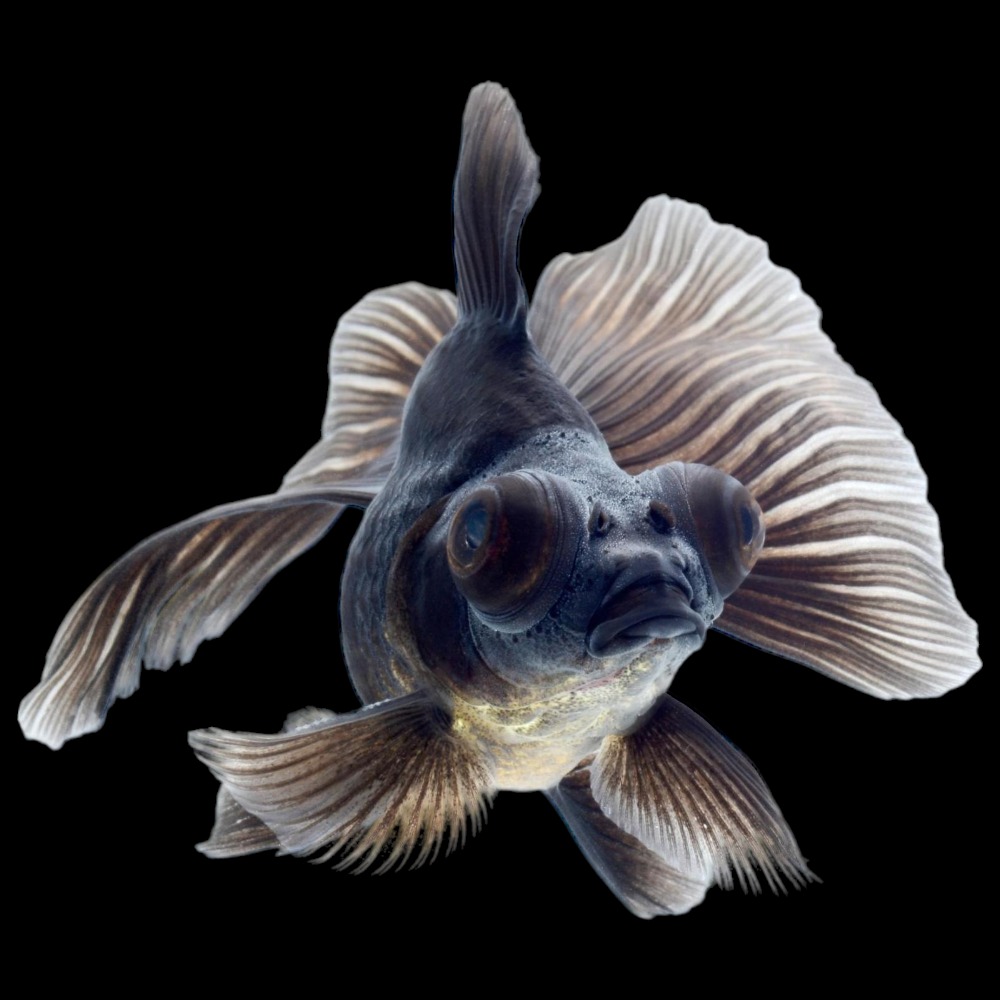 Black moor hot sale fantail goldfish